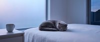 Gray tabby cat sleeping curled up on white bedding in modern bedroom with minimalist decor and large windows overlooking landscape at dusk.