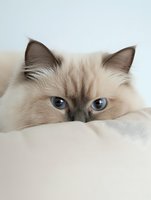 Close-up portrait of ragdoll cat with intense blue eyes peeking over white bedding, showing only top half of face. Soft focus creates dreamy atmosphere.