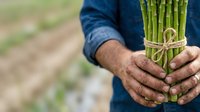 Fresh green asparagus bunch held by farmer in field, showcasing organic produce harvest and sustainable agriculture for farming, gardening, and food industry use.