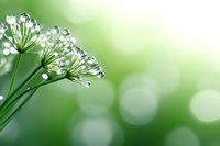 Delicate dew drops glistening on wild flower umbels against soft green bokeh background create dreamy natural macro photography composition for spring themes.