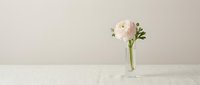 Single pink ranunculus flower in glass vase on white marble surface against beige wall background for home decor and interior design projects.