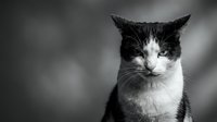 Black and white portrait of domestic cat with white chest markings looking directly at camera against blurred background for pet photography projects.