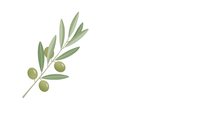 Olive branch with green leaves and olives isolated on white background for Mediterranean cooking and peace symbol designs.