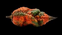 Vibrant orange and green textured chili pepper isolated on transparent background, ready for t-shirt designs, clipart, stickers, sublimation, and print-on-demand products.
