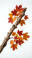 Autumn maple branch with vibrant red and orange leaves isolated on white background for seasonal design projects and fall decorations.