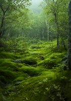Mystical green forest landscape with moss-covered ground and birch trees in morning mist, creating ethereal atmosphere for nature and environmental themes.