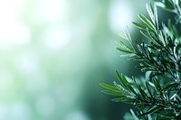 Fresh rosemary sprigs with water droplets on green blurred background, macro shot with selective focus and copy space for text or design.