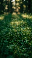 Fresh green grass in soft focus with blurred forest background creating natural bokeh effect for organic and environmental design projects.