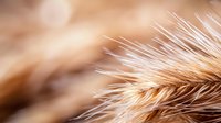 Extreme close-up macro photography of golden wheat ear with soft focus background showing delicate awns and grain details in warm autumn colors. Suitable for agriculture themes.