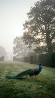 Majestic peacock walking on misty morning lawn with hedge and trees in soft atmospheric light creating serene garden scene for nature and wildlife content.