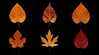 Six vibrant autumn leaves in red, orange, and gold tones, isolated on transparent background. Ready for seasonal clipart, stickers, t-shirt design, and print on demand.