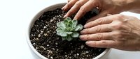 Hands planting a small green succulent in a round white pot with dark soil, close-up view for gardening, home decor, and plant care concepts.