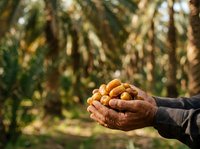 Farmer holding freshly harvested corn cobs in hands against green cornfield background, agricultural harvest season and sustainable farming practices.