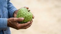 Close-up of male hands holding fresh green custard apple fruit outdoors. Farmer displaying tropical produce harvest for agriculture, farming, and food industry use.