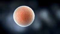 Single human egg cell or ovum with detailed surface texture shown in orange and white coloring against dark background, medical science visualization.