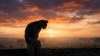 Cat silhouette sitting on wooden post against dramatic orange sunset sky with clouds. Peaceful evening scene for pet and nature themes.