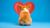 Adorable orange and white corgi puppy sitting with back turned against blue background with red heart shape, expressing love and affection for pets.