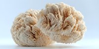 Natural sea sponge isolated on white background for spa wellness skincare and bathroom accessories organic marine product for body care and cleansing.