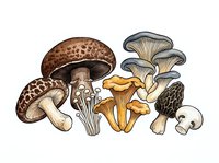 Variety of edible and wild mushrooms illustrated in botanical style with detailed caps and stems, isolated on white background for culinary, educational, and design applications.
