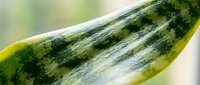 Fresh green cucumber with natural water droplets on striped skin surface, organic vegetable for healthy cooking and nutrition concepts.