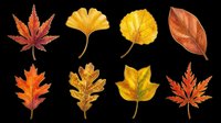 Autumn leaves collection in red, orange, and yellow tones isolated on transparent background. Ready for t-shirt designs, clipart, stickers, sublimation, and print-on-demand projects.