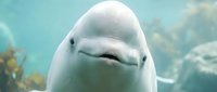 White beluga whale swimming underwater in aquarium with gentle expression and smooth skin texture for marine life educational content.