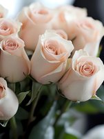 Delicate blush pink roses in full bloom with soft petals and green leaves against dark background, creating romantic and elegant floral composition.