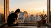 Black and white cat sitting on windowsill gazing at sunset cityscape with historic architecture, urban rooftop view, contemplative pet moment, indoor window scene.