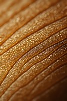 Macro photography of golden brown textured surface with diagonal lines and water droplets creating shimmering effect. Natural organic pattern background.