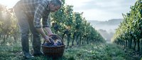 Farmer harvesting fresh grapes in vineyard during golden hour sunrise. Agricultural worker collecting purple fruit in wicker basket among vine rows for winemaking.