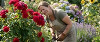 Middle-aged Caucasian woman gardener tending red roses in colorful flower garden with pruning shears during sunny day outdoor hobby activity.