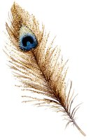 Golden peacock feather with blue eye spot on white background, isolated for decorative design projects and luxury branding elements.