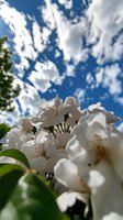 White flowering shrub blooms against bright blue sky with fluffy white clouds, shot from below with green foliage visible, suitable for nature and garden designs.
