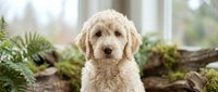 Adorable cream-colored poodle puppy sitting indoors with green ferns and natural wood decor creating cozy home atmosphere for pet lifestyle content.