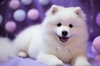Smiling white Samoyed puppy on purple background with bokeh lights, fluffy dog portrait showing happy expression and characteristic spitz breed features.