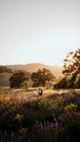 Romantic couple embracing in blooming lavender field at golden hour sunset with rustic barn and rolling hills creating dreamy countryside atmosphere.