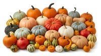 Colorful autumn pumpkin and gourd collection featuring orange, white, green varieties in different shapes and sizes isolated on white background for fall decor.