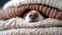 Dog nose peeking out from between cozy knitted blankets in neutral colors, creating a warm and comfortable winter atmosphere.