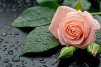 Fresh pink rose with water drops on dark background, green leaves covered with morning dew. Natural floral composition for romantic designs.