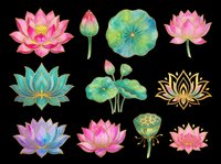 Lotus flowers and water lily blooms in pink, teal, purple, and gold tones, isolated on transparent background. Ready for t-shirt designs, clipart, stickers, sublimation, and print-on-demand projects.