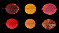 Six autumn leaves in red, orange and burgundy tones, isolated on transparent background. Ready for clipart, stickers, t-shirt design, sublimation and print on demand use.
