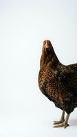 Brown hen with detailed feathers standing on white background, isolated farm poultry for agricultural and organic food concepts.