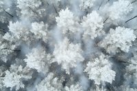 Aerial view of snow-covered forest treetops in winter creating abstract natural pattern. Frosted pine trees photographed from above on misty morning.