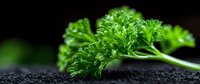 Fresh curly parsley leaves with water drops on dark background, macro shot showing detailed texture and vibrant green color. Food photography for culinary use.