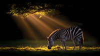 Plains zebra grazing in golden sunlight with dramatic rays streaming through tree branches, creating magical atmospheric scene against dark background.