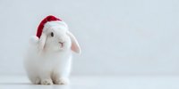 Adorable white bunny rabbit wearing red Santa hat on minimalist light background, perfect for holiday greeting cards and seasonal designs.