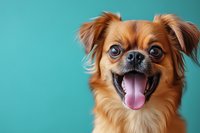 Happy small brown mixed breed dog with tongue out against turquoise background, close up portrait showing joyful expression and fluffy ears.