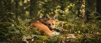 Red fox resting peacefully among green moss and ferns in natural forest habitat during golden hour sunlight for wildlife photography and nature content.