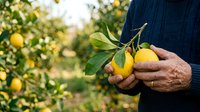 Farmer holding fresh yellow lemons with leaves in orchard garden. Harvesting citrus fruits for agriculture, farming, food production, and organic produce concepts.