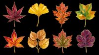 Autumn leaves collection isolated on transparent background, ready for t-shirt design, clipart, stickers, sublimation and print-on-demand projects.